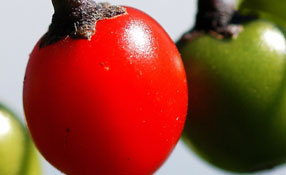 Berries