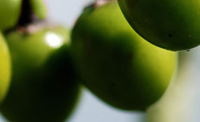 Berries